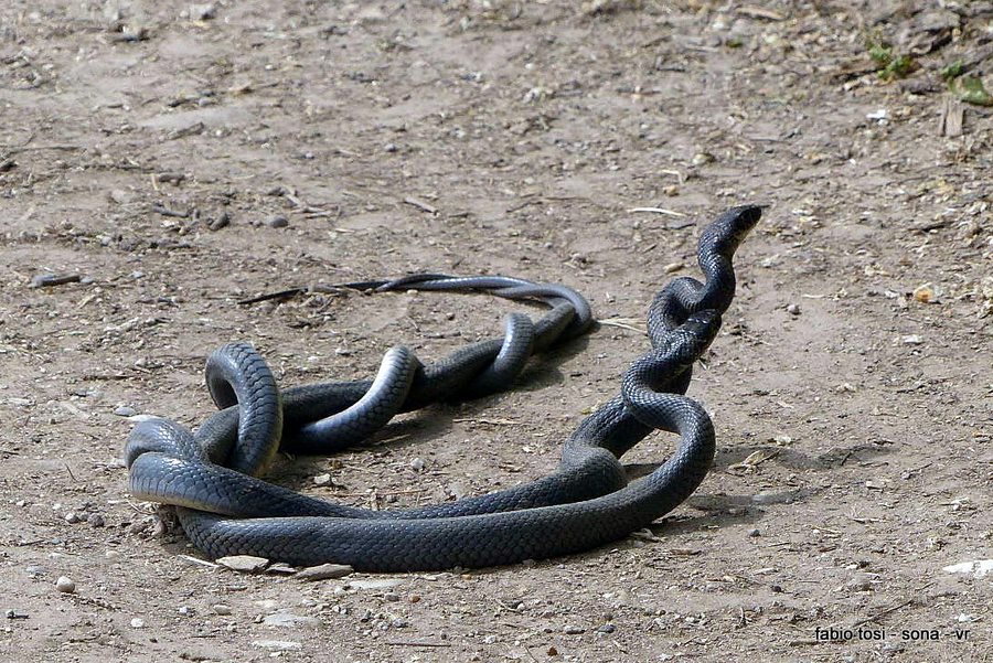Duello ritualizzato tra biacchi